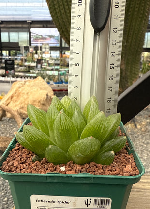 Haworthia intermedia