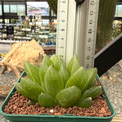 Haworthia intermedia
