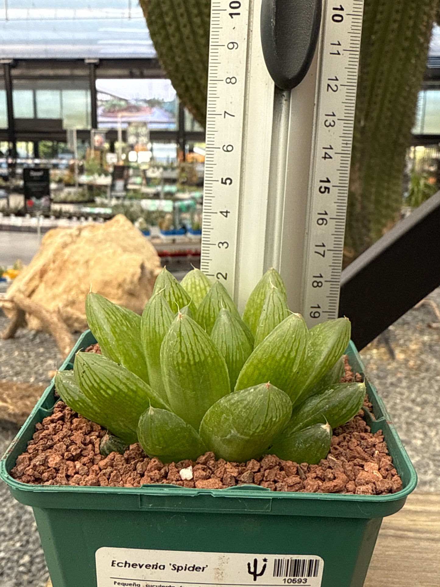 Haworthia intermedia