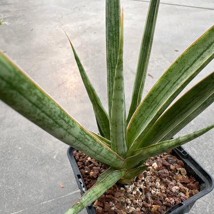 Dracaena ‘Comet Queen Marble’ | Sansevieria ‘Comet Queen Marble’