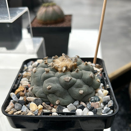 Cactus “Wixa”