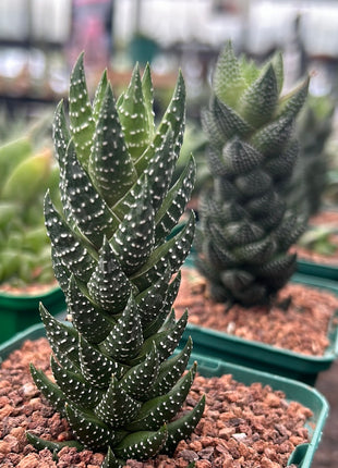 Haworthiopsis reinwardtii var. coarctata