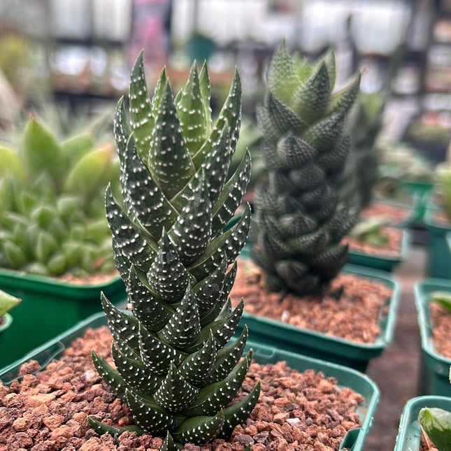 Haworthiopsis reinwardtii var. coarctata