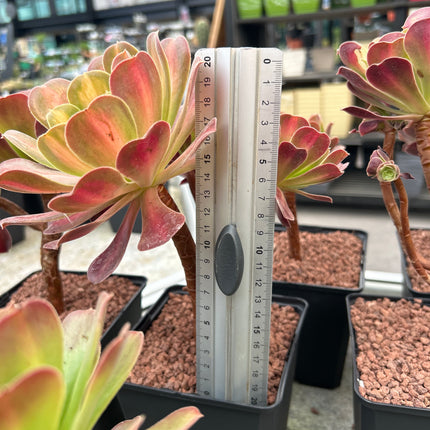 Aeonium 'Madeira rose'