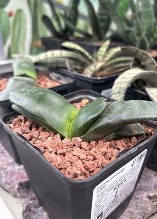 Gasteria armstrongii 'Lafitte'