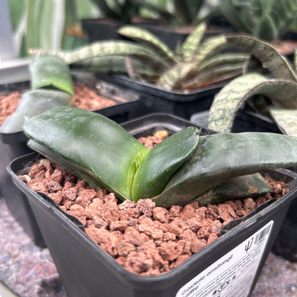 Gasteria armstrongii 'Lafitte'