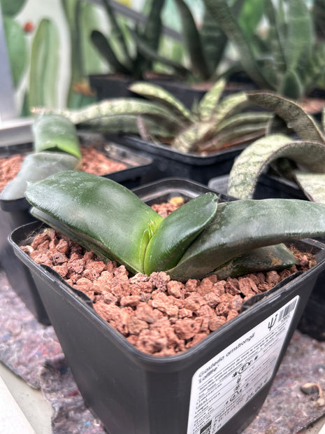 Gasteria armstrongii 'Lafitte'