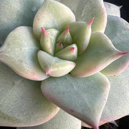 Echeveria chihuahuaensis 'Ruby Blush' | La garrra de Rubí