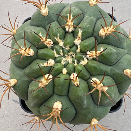 Gymnocalycium pflanzii