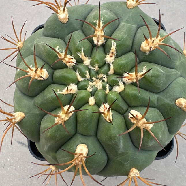 Gymnocalycium pflanzii