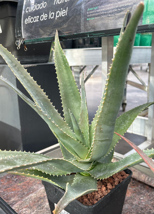 Aloe rupestris