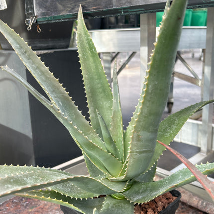 Aloe rupestris