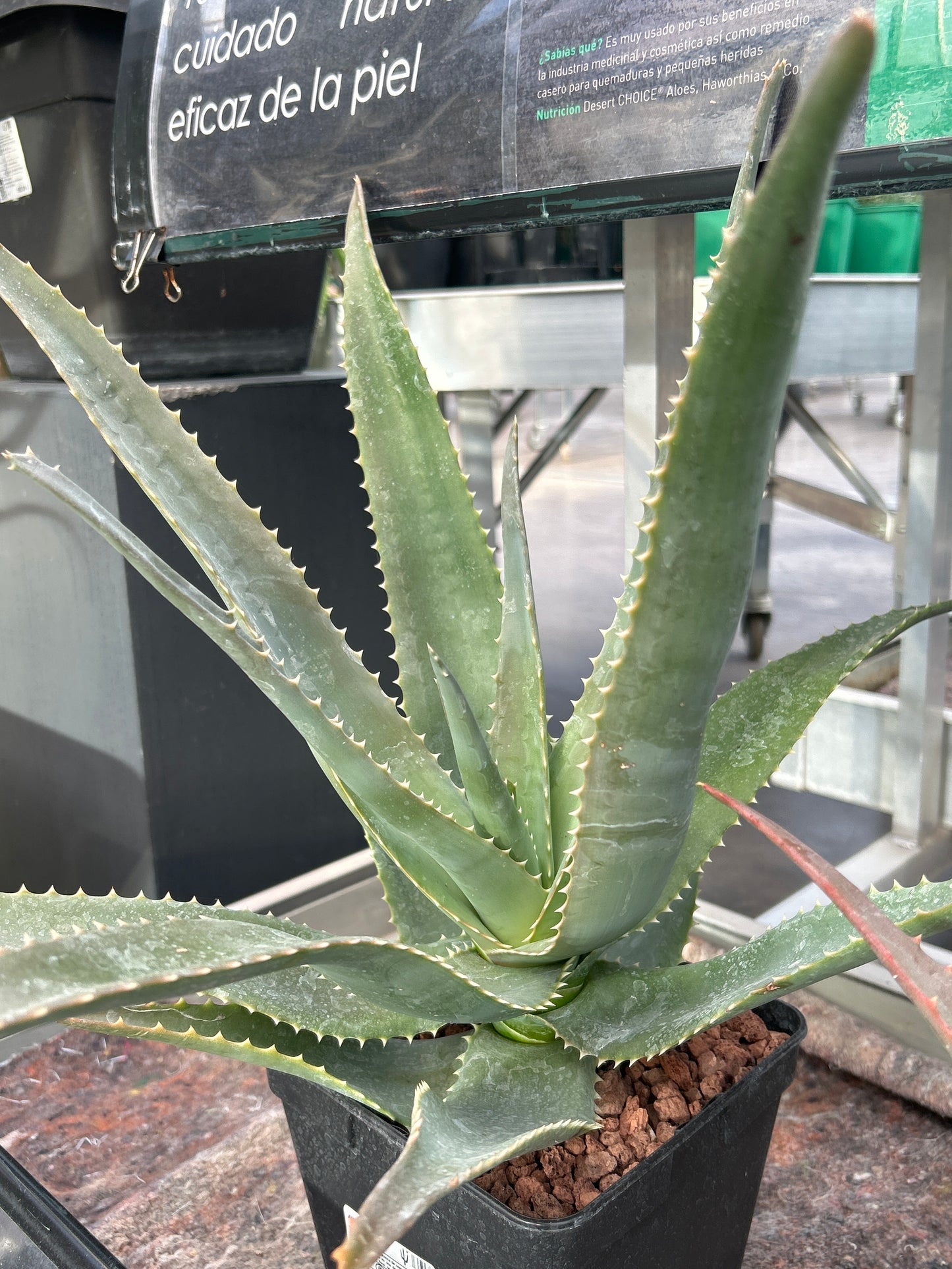 Aloe rupestris