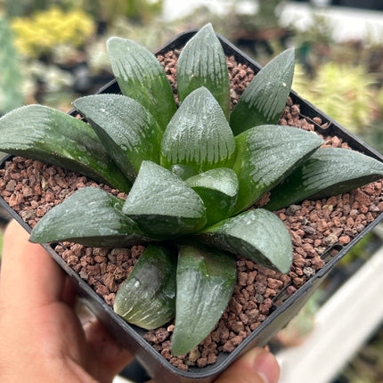 Haworthia 'Gebühren'