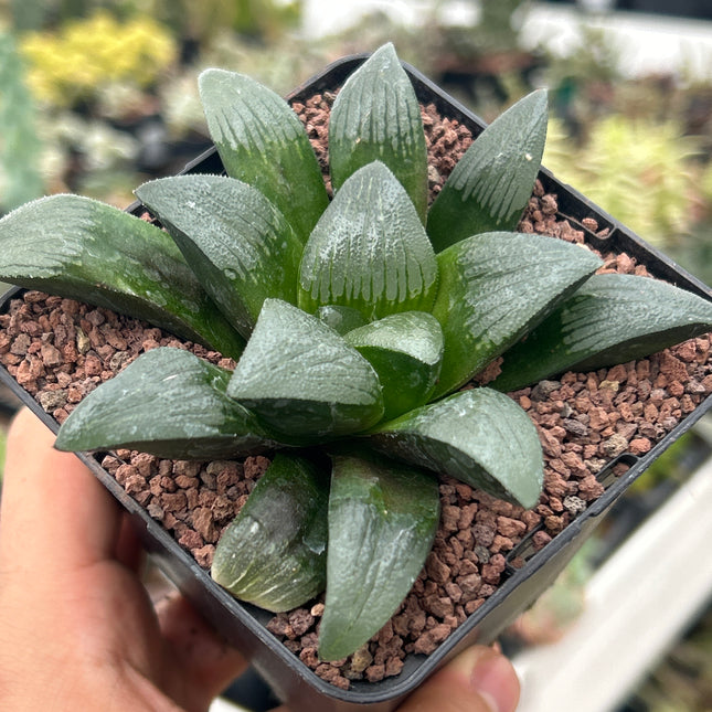 Haworthia 'Debidas'