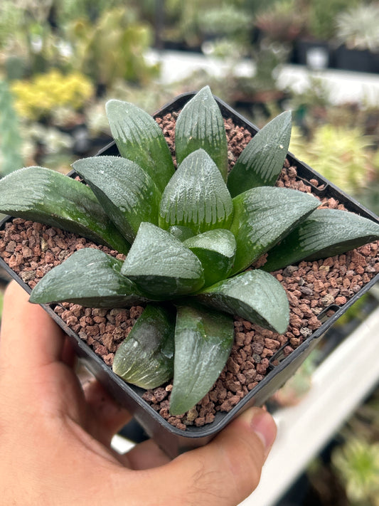 Haworthia 'Debidas'