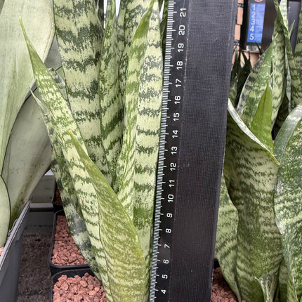 Dracaena  ‘Zeylanica’