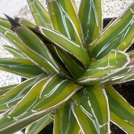 Agave victoria-reginae 'Kizan' | Reina Victoria de borde dorado