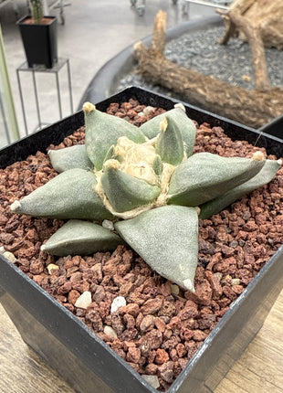 Ariocarpus retusus CITES P-IT-1006