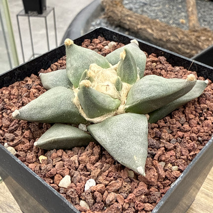 Ariocarpus retusus CITES P-IT-1006