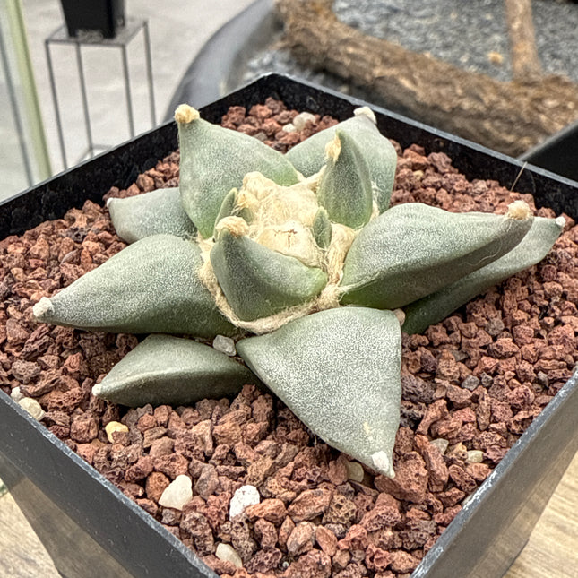 Ariocarpus retusus CITES P-IT-1006