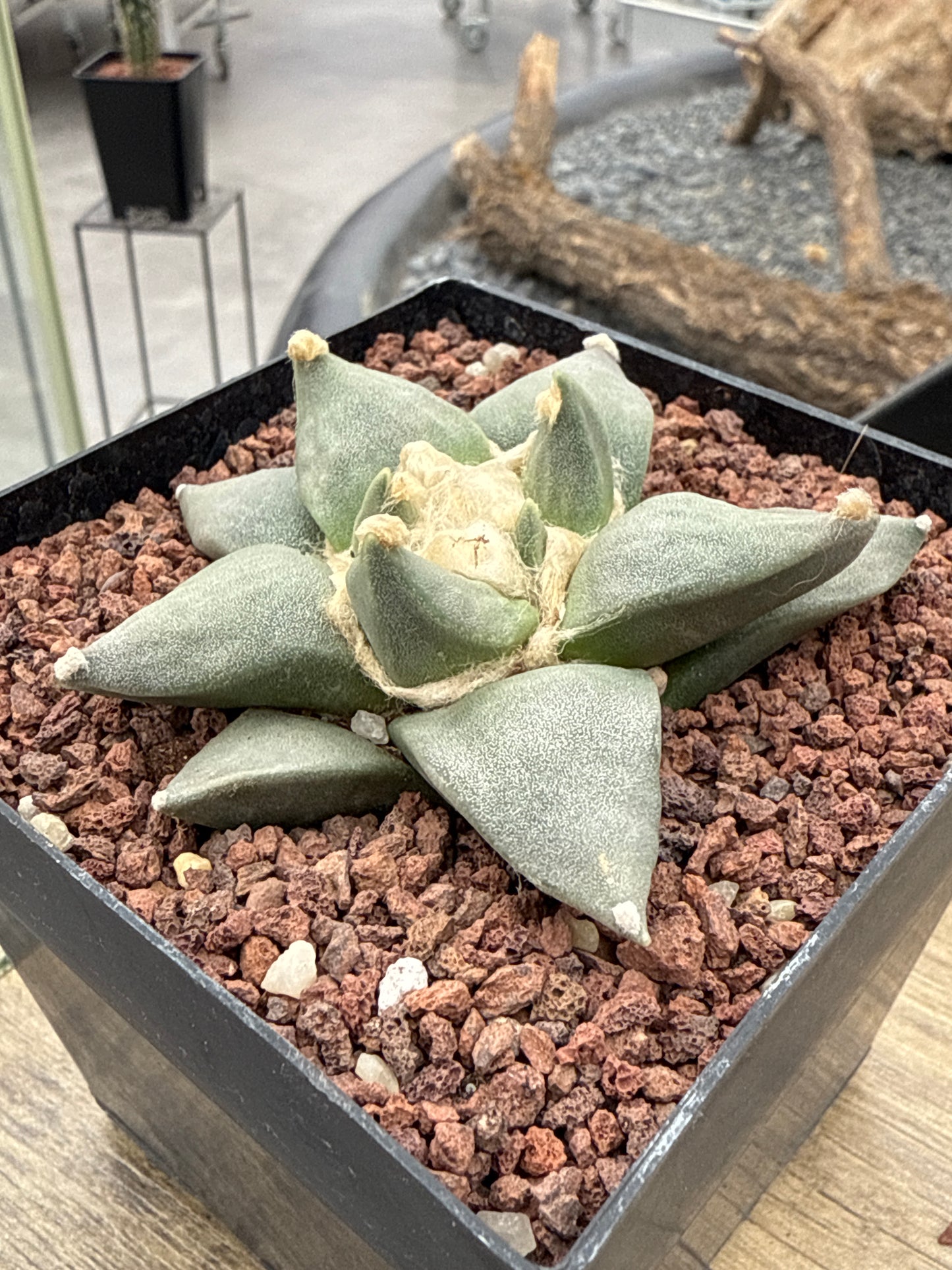 Ariocarpus retusus CITES P-IT-1006