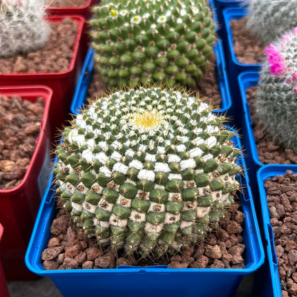 Mammillaria marksiana