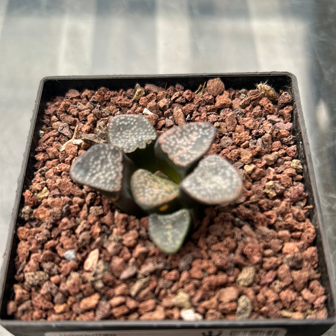 Haworthia groenewaldii