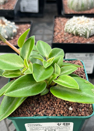 Peperomia pereskiifolia