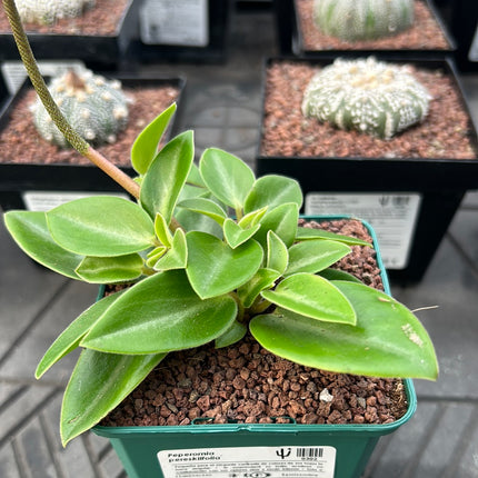 Peperomia pereskiifolia