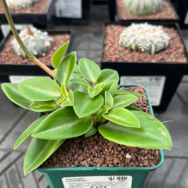 Peperomia pereskiifolia