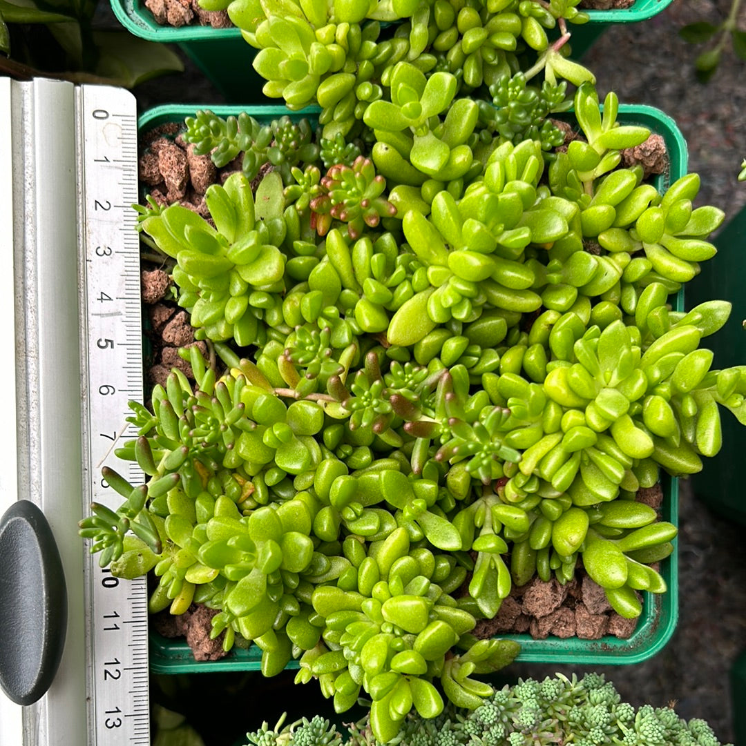 Sedum rubrotinctum