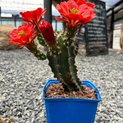 Echinocereus triglochidiatus