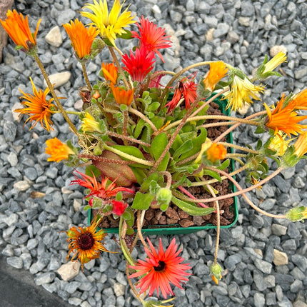 Dorotheanthus bellidiformis