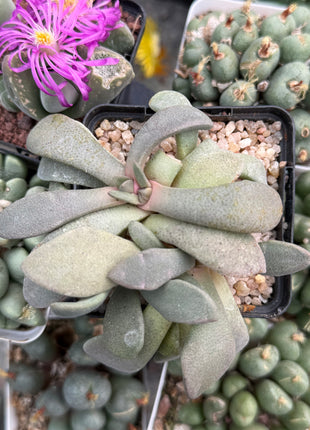 Aloinopsis spatulata