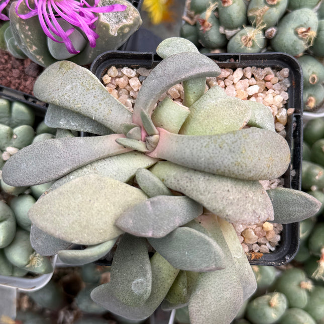 Aloinopsis spatulata