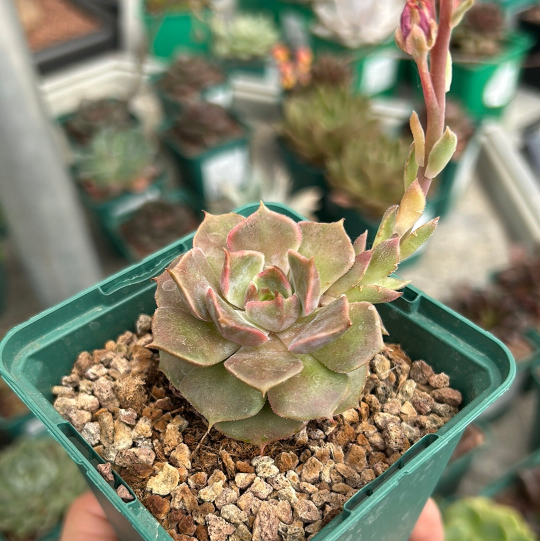 Echeveria 'Brown Rose'