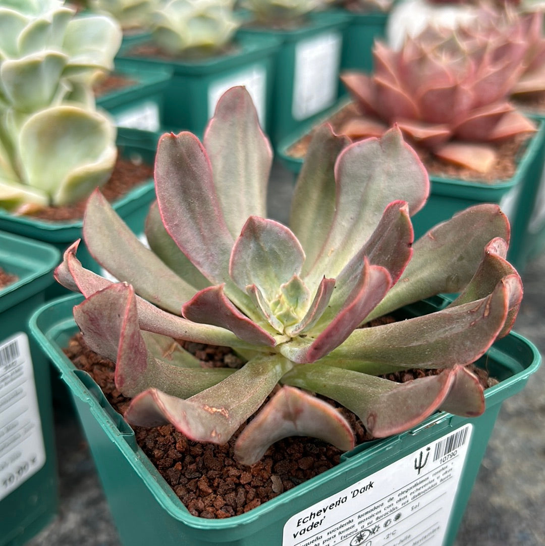 Echeveria 'Dark vader'