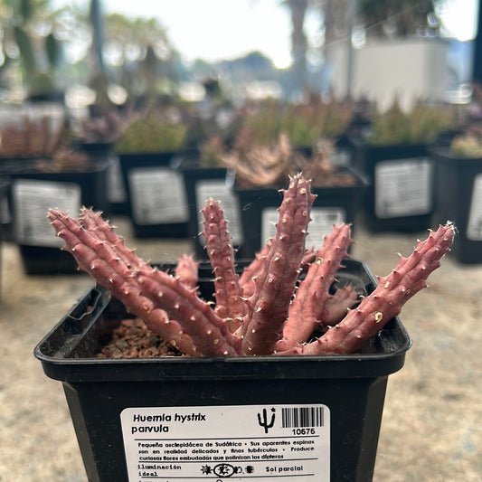 Huernia hystrix parvula