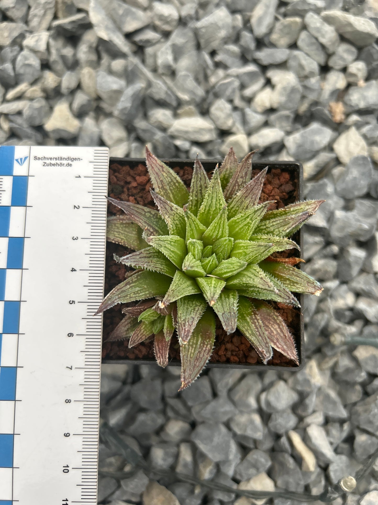 Haworthia emelyae var. multifolia