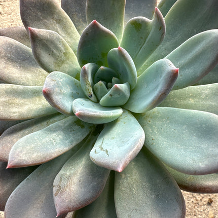 Echeveria 'Blue & Yellow' | Echeveria 'Blue Fairy' La roseta de oro y hielo