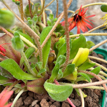 Dorotheanthus bellidiformis