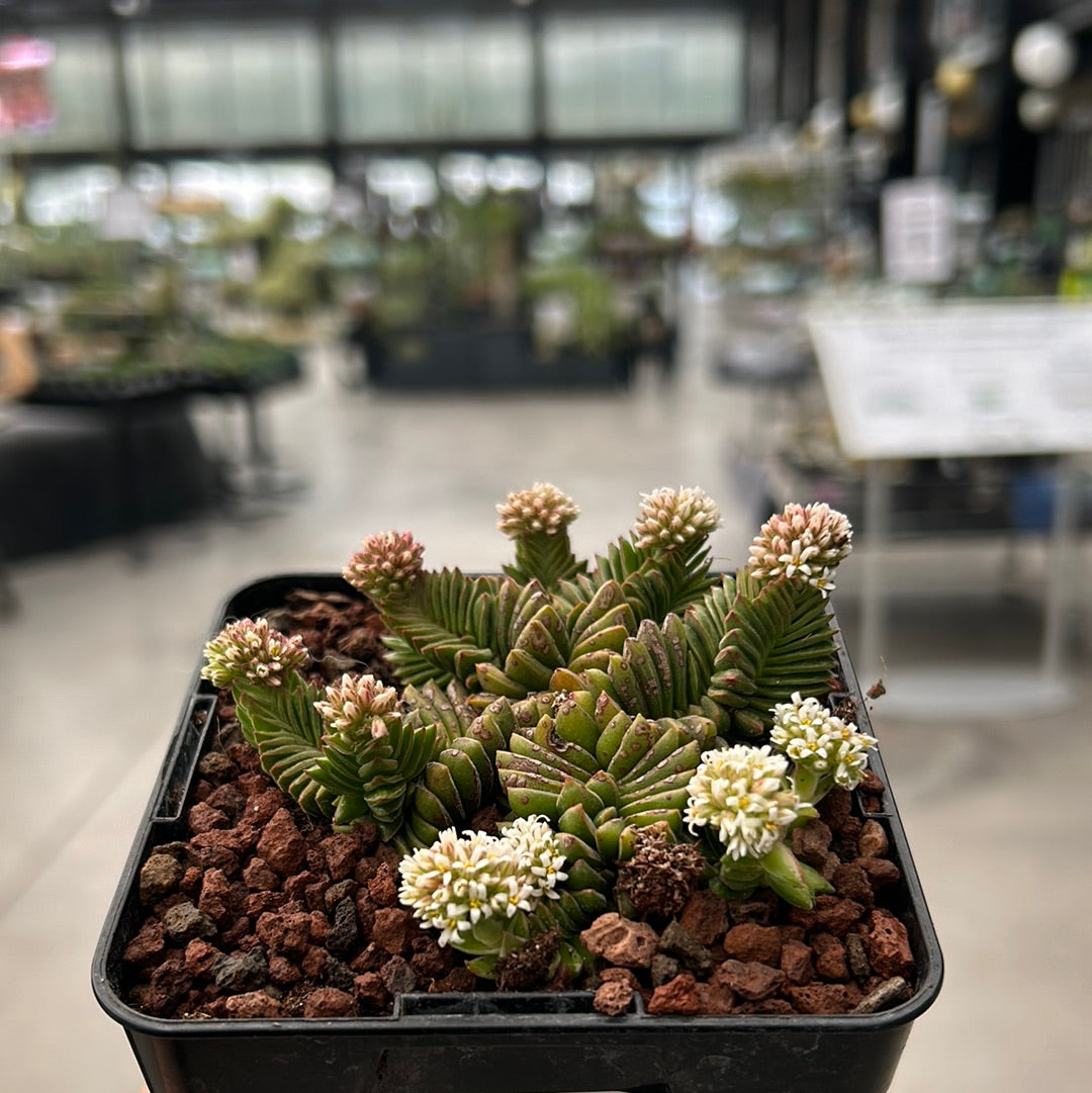 Crassula cv. Estagnol