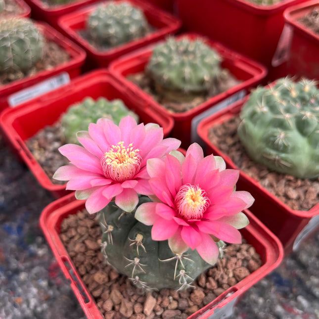 Gymnocalicyum baldianum