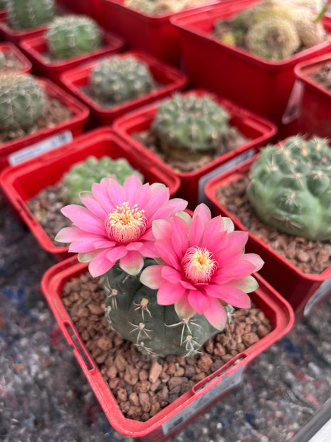 Gymnocalycium baldianum