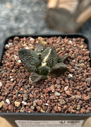 Ariocarpus fissuratus CITES P-IT-1004