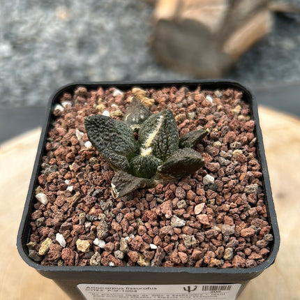 Ariocarpus fissuratus CITES P-IT-1004