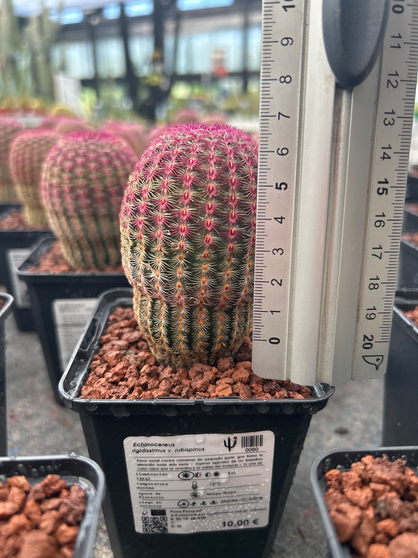 Echinocereus rigidissimus subsp. rubispinus (Barbie Cactus)