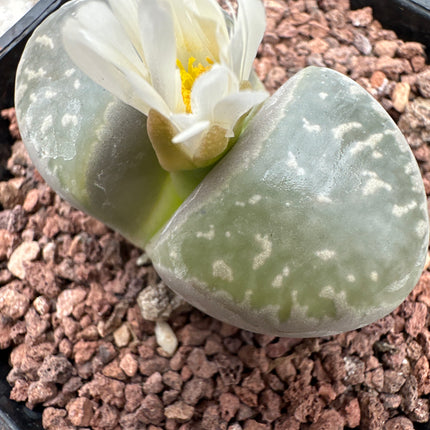 Lithops marmorata var. marmorata C260