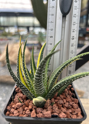 Haworthiopsis attenuata var. radula f. variegated